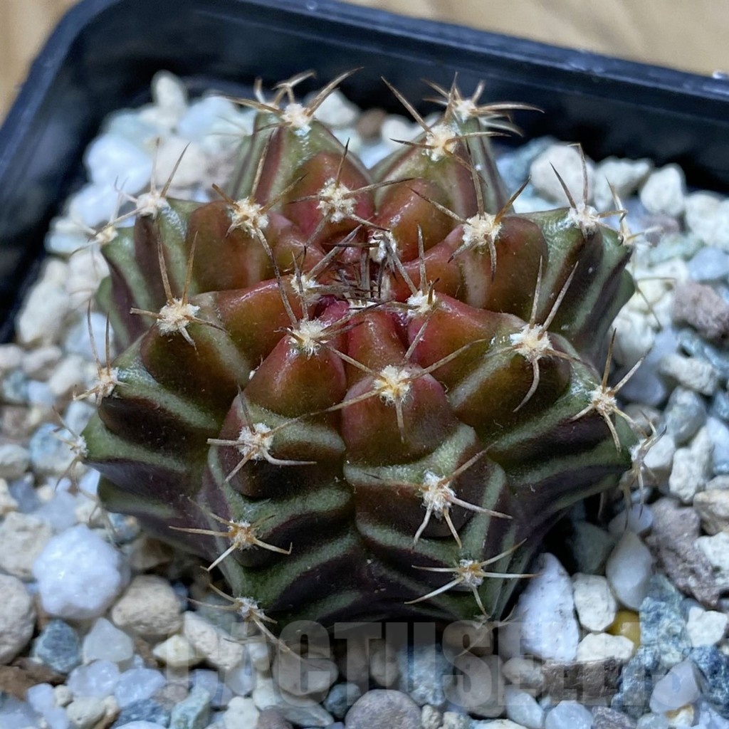 SH22286 Gymnocalycium mihanovichii ‘Neon’ hybrid
