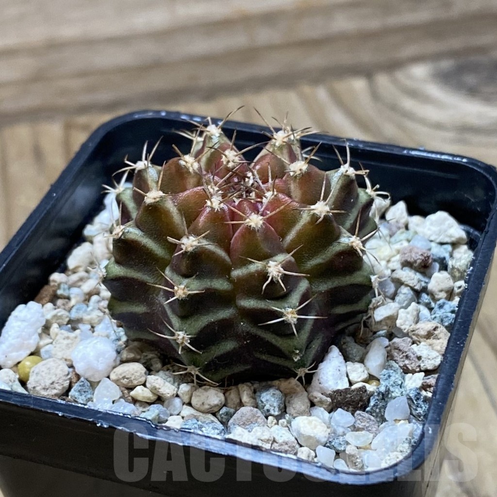 SH22286 Gymnocalycium mihanovichii ‘Neon’ hybrid - Image 2