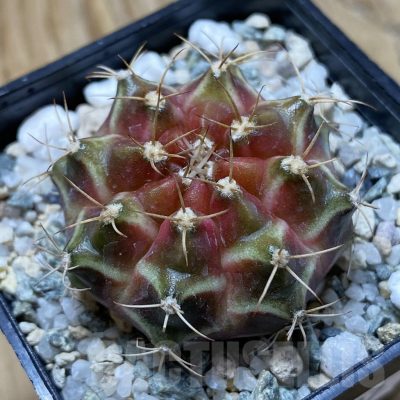 SH22287 Gymnocalycium mihanovichii ‘Neon’ hybrid