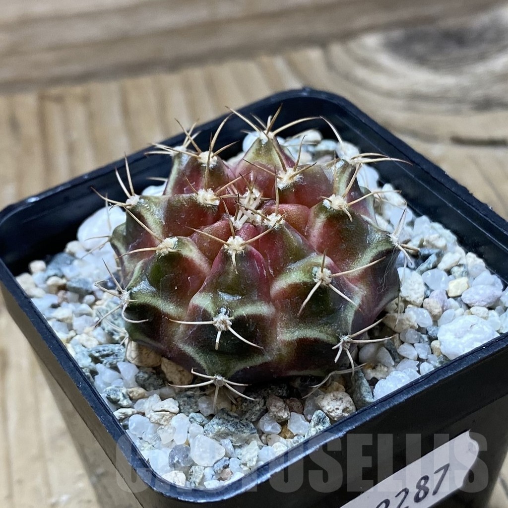 SH22287 Gymnocalycium mihanovichii ‘Neon’ hybrid - Image 2