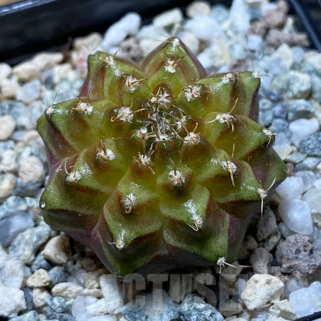 SH22288 Gymnocalycium mihanovichii ‘Neon’ hybrid