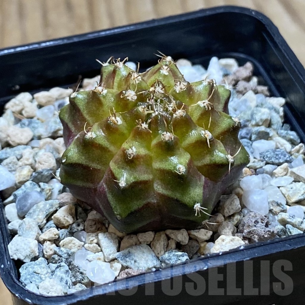 SH22288 Gymnocalycium mihanovichii ‘Neon’ hybrid - Image 2