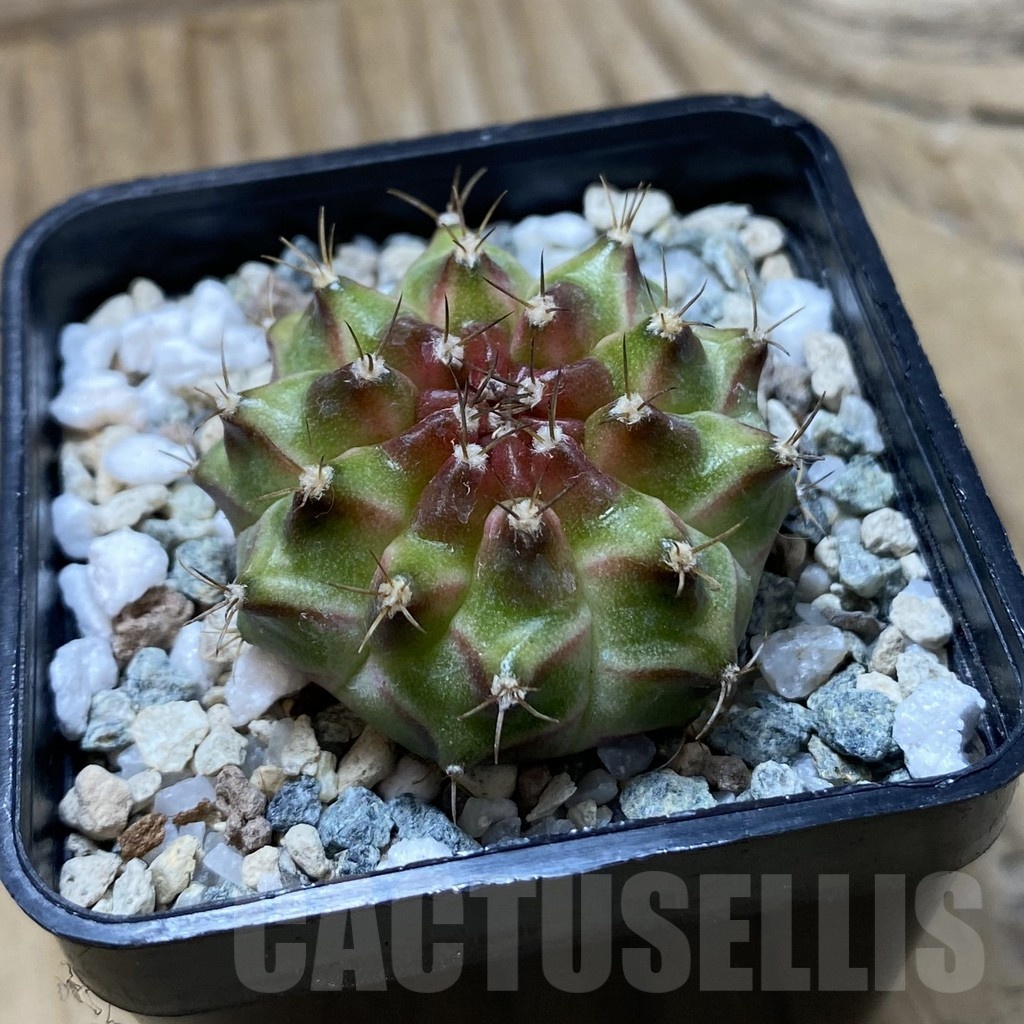 SH22290 Gymnocalycium mihanovichii ‘Neon’ hybrid - Image 2