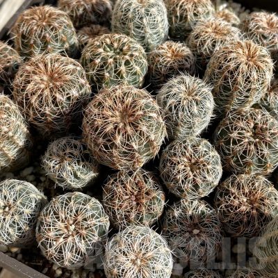 SH22292 Gymnocalycium bruchii mix, seedling
