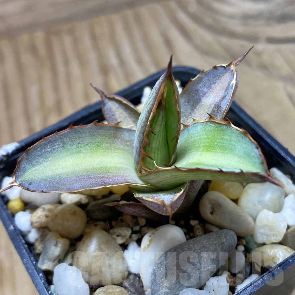 SH22242 Agave lophantha 'Splendida'