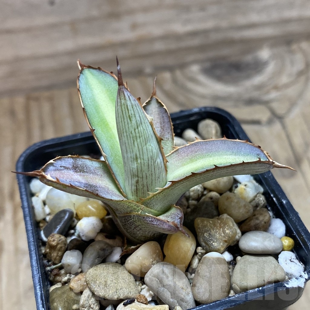 SH22242 Agave lophantha 'Splendida' - Image 2