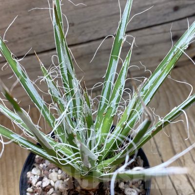 SH22243 Agave toumeyana v. bella