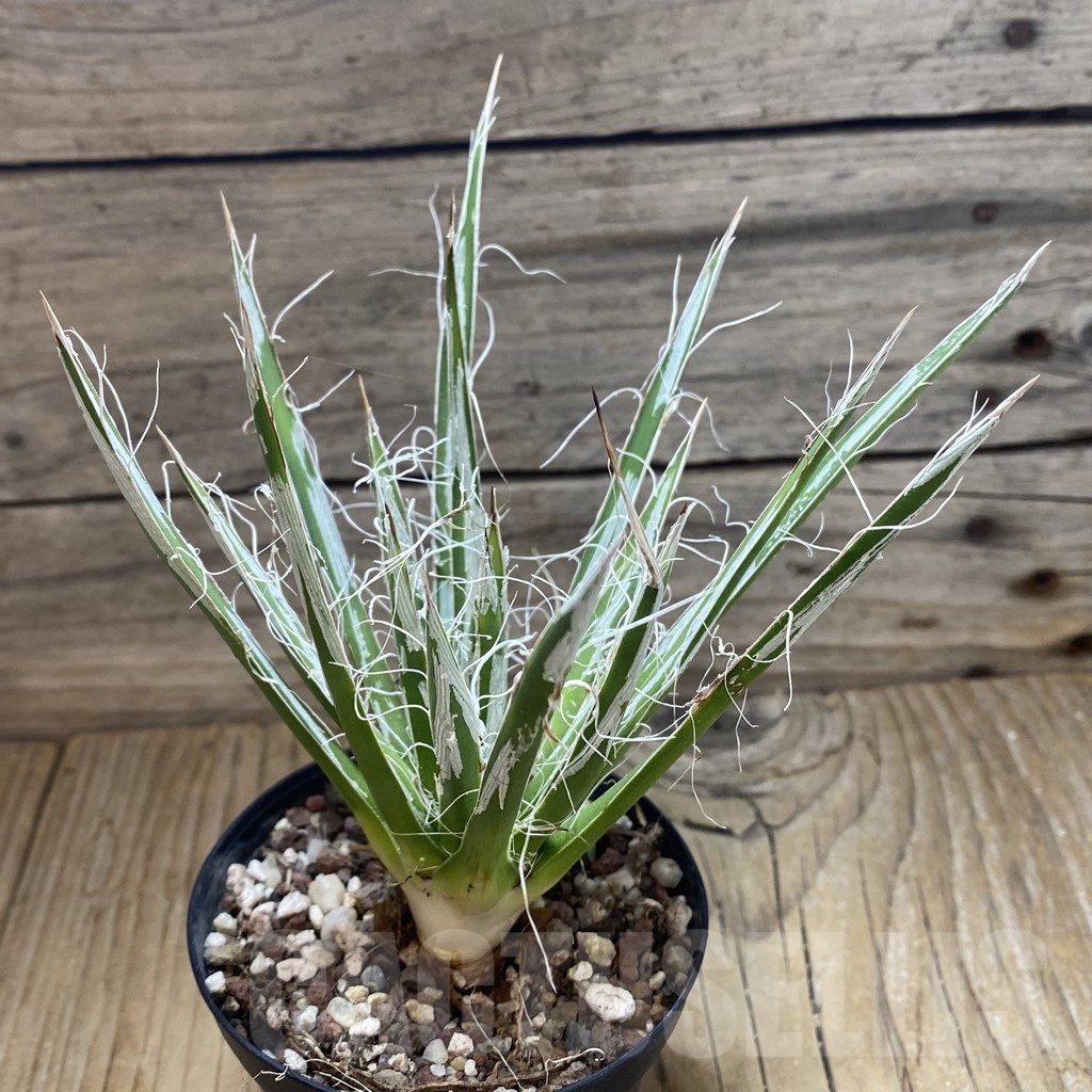 SH22243 Agave toumeyana v. bella - Image 2