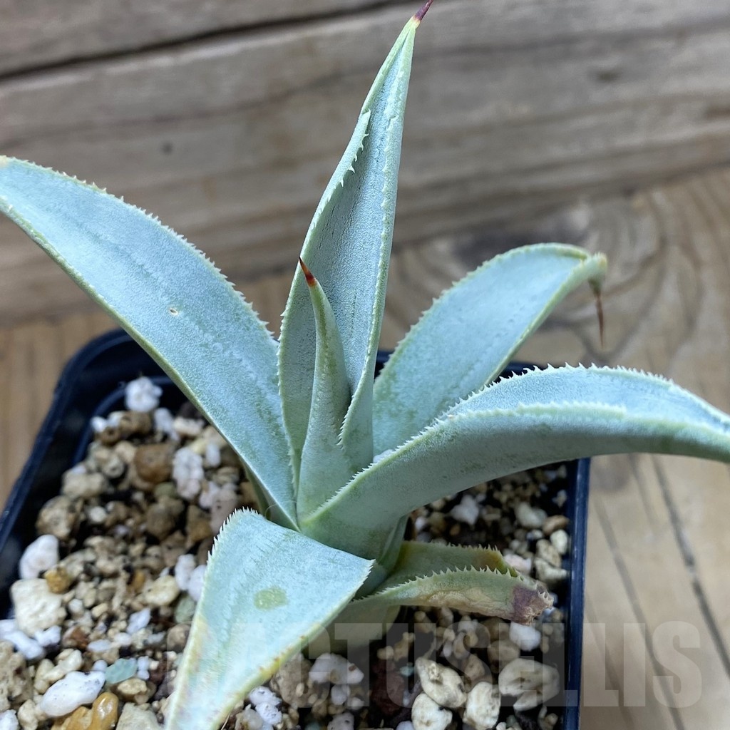 SH22235 Agave pygmaea 'Dragon Toes'