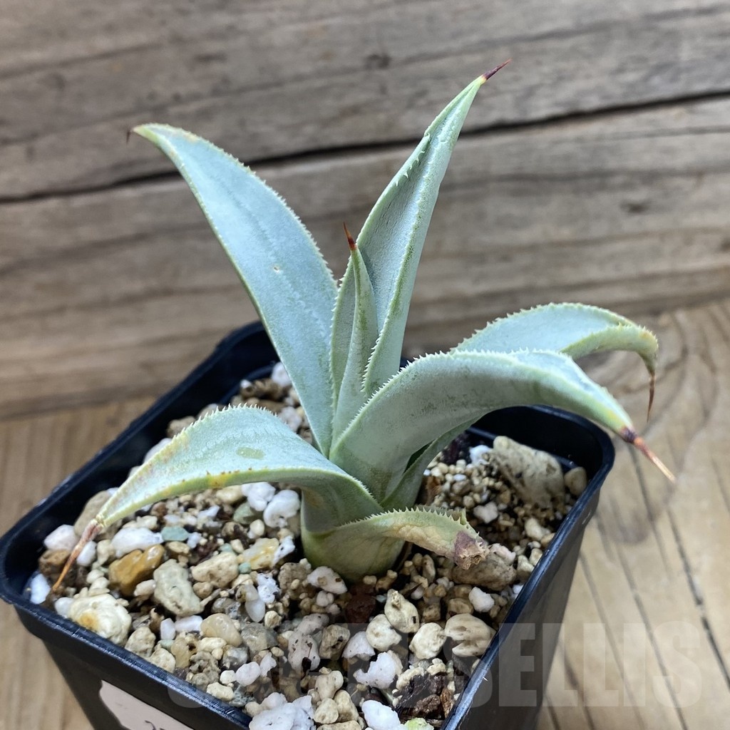 SH22235 Agave pygmaea 'Dragon Toes' - Image 2