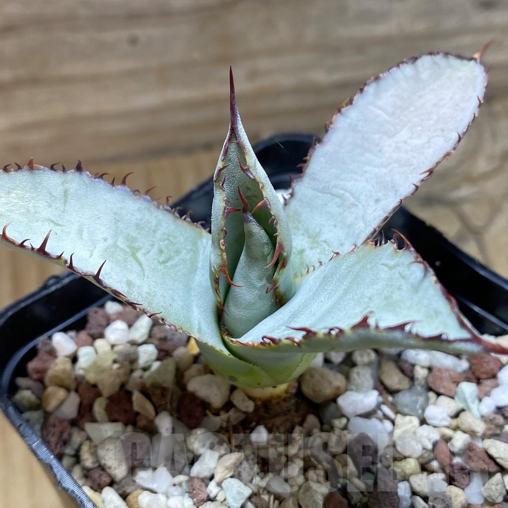 SH22237 Agave guadalajarana 'Leon Paff'