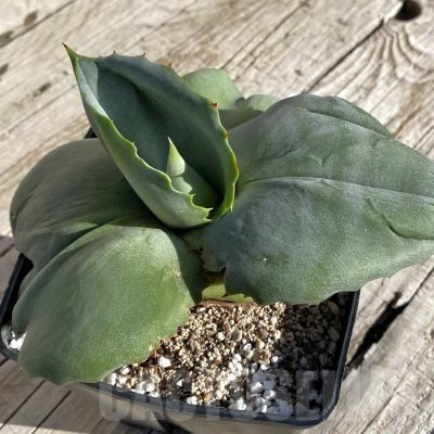 SH22233 Agave marmorata 'Papilio Platanoides'