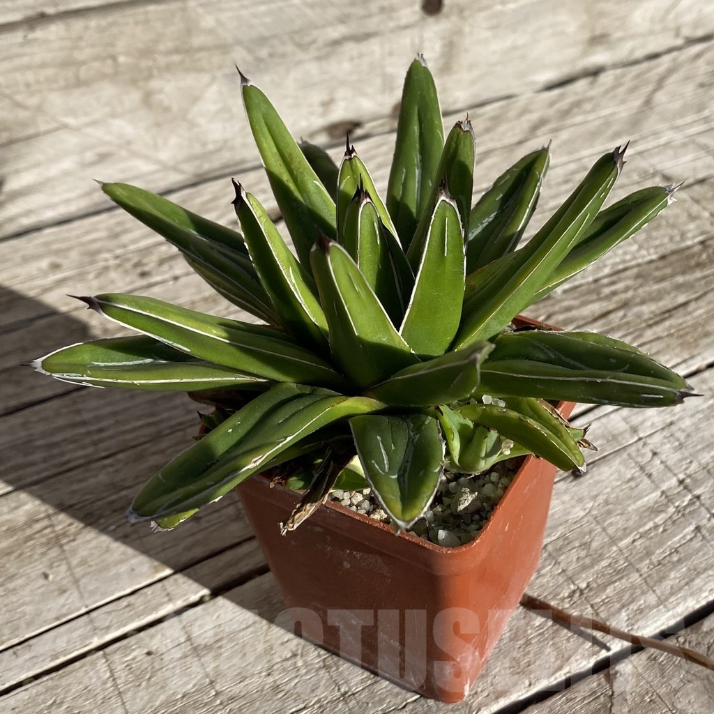 SH22239 Agave victoriae-reginae f. variegata - Image 2