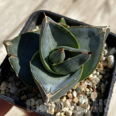 SH22241 Agave pumila