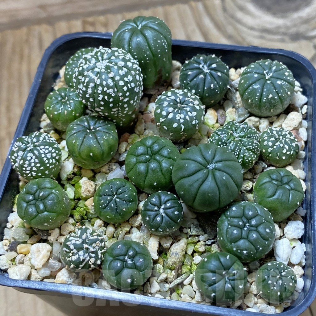 SH22247 Astrophytum asterias mix
