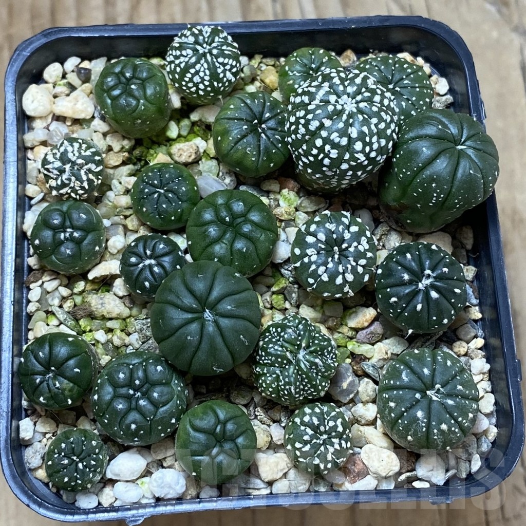SH22247 Astrophytum asterias mix - Image 2