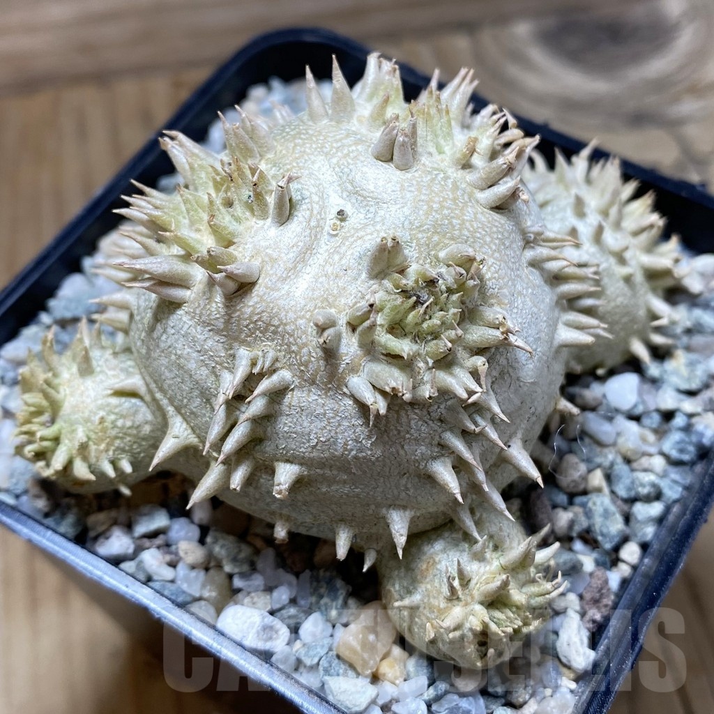 SH22249 Pachypodium brevicaule