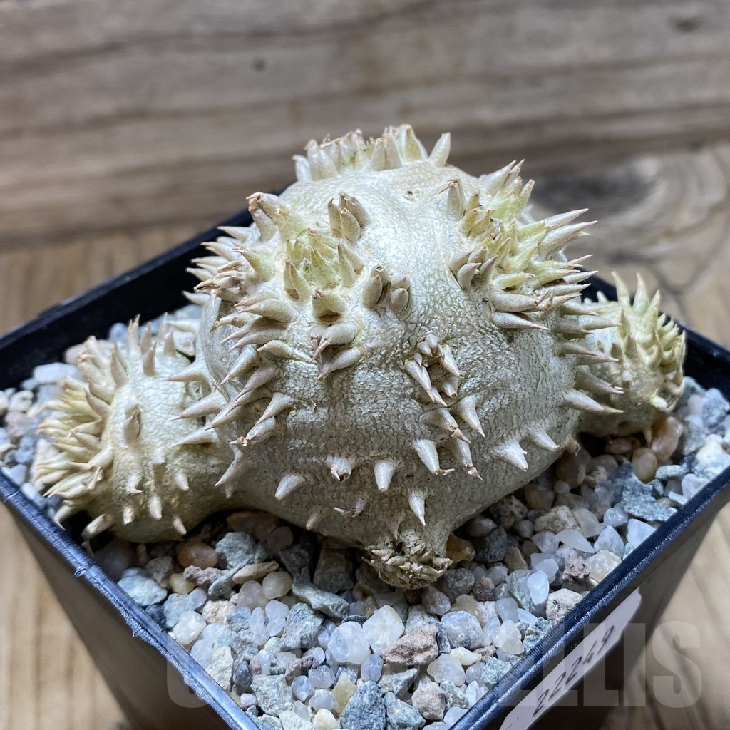 SH22249 Pachypodium brevicaule - Image 2