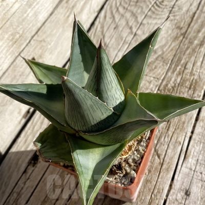 SH22234 Agave pumila