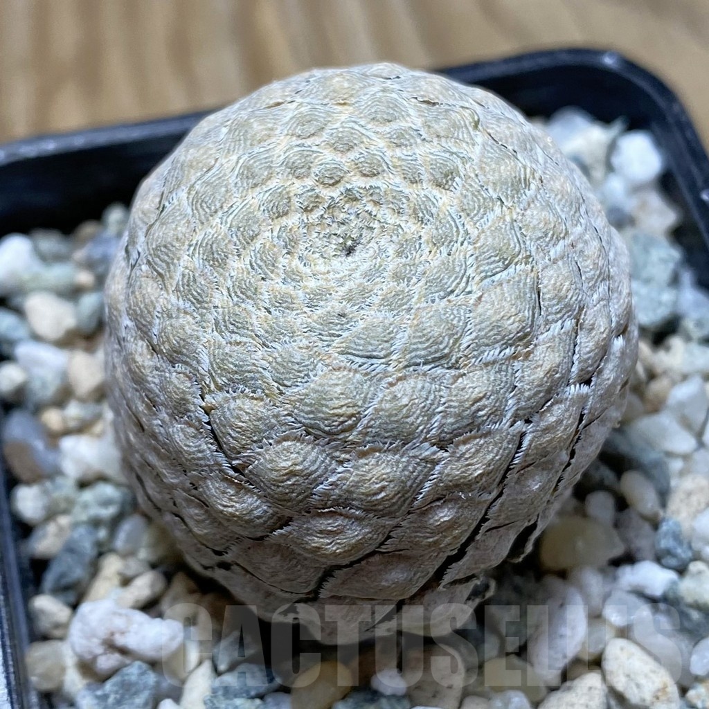 SH22251 Euphorbia piscidermis