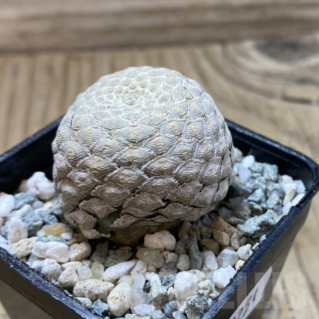 SH22251 Euphorbia piscidermis - Image 2