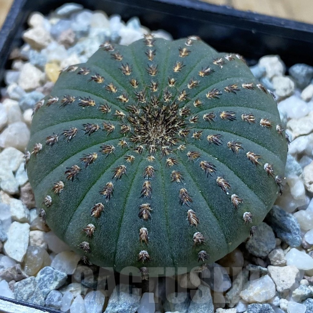 SH22252 Frailea asterioides