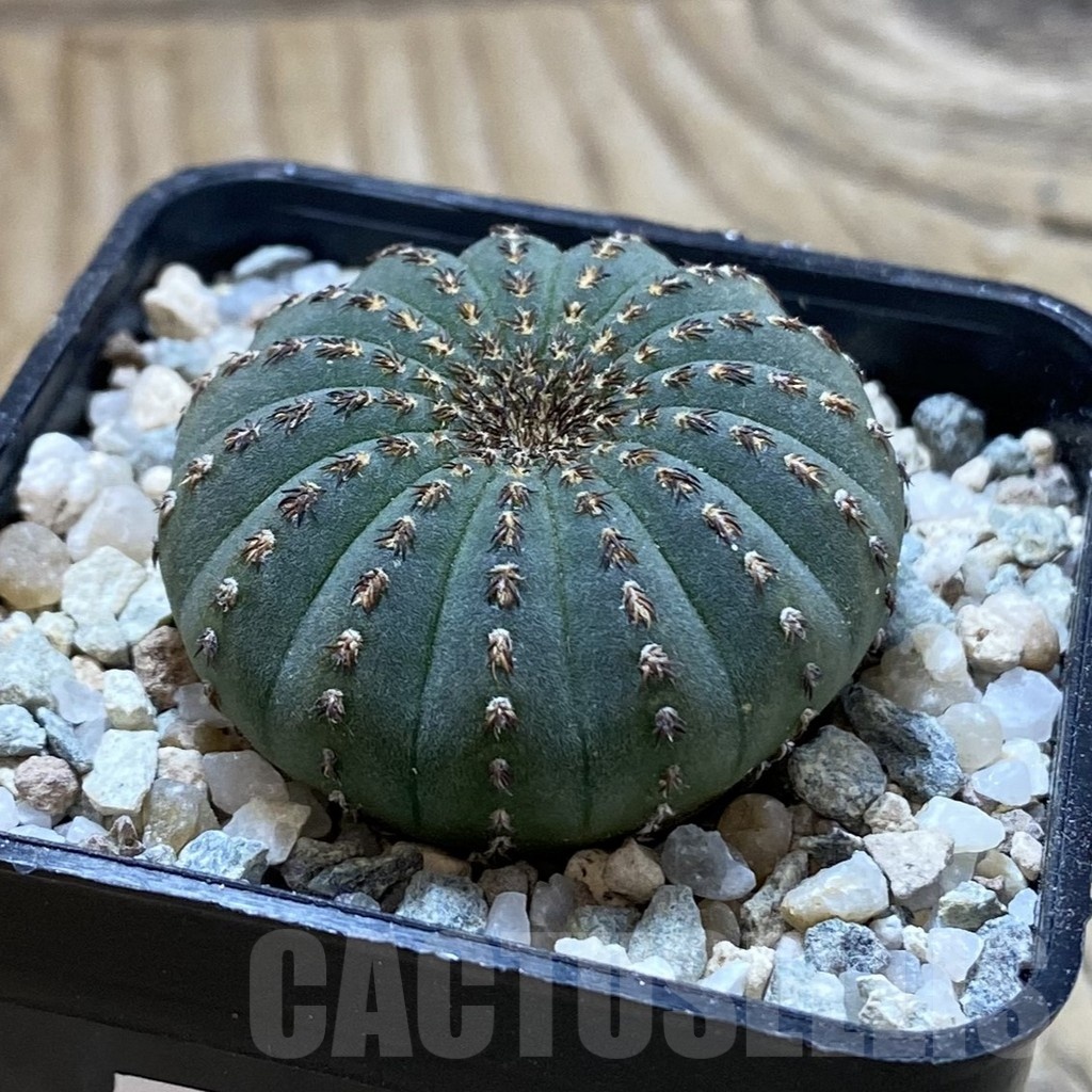 SH22252 Frailea asterioides - Image 2