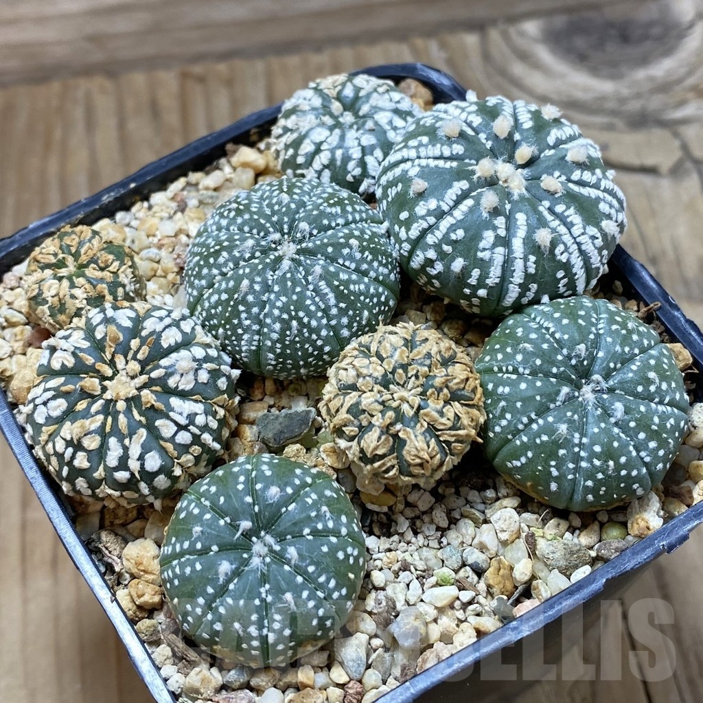 SH22253 Astrophytum asterias mix