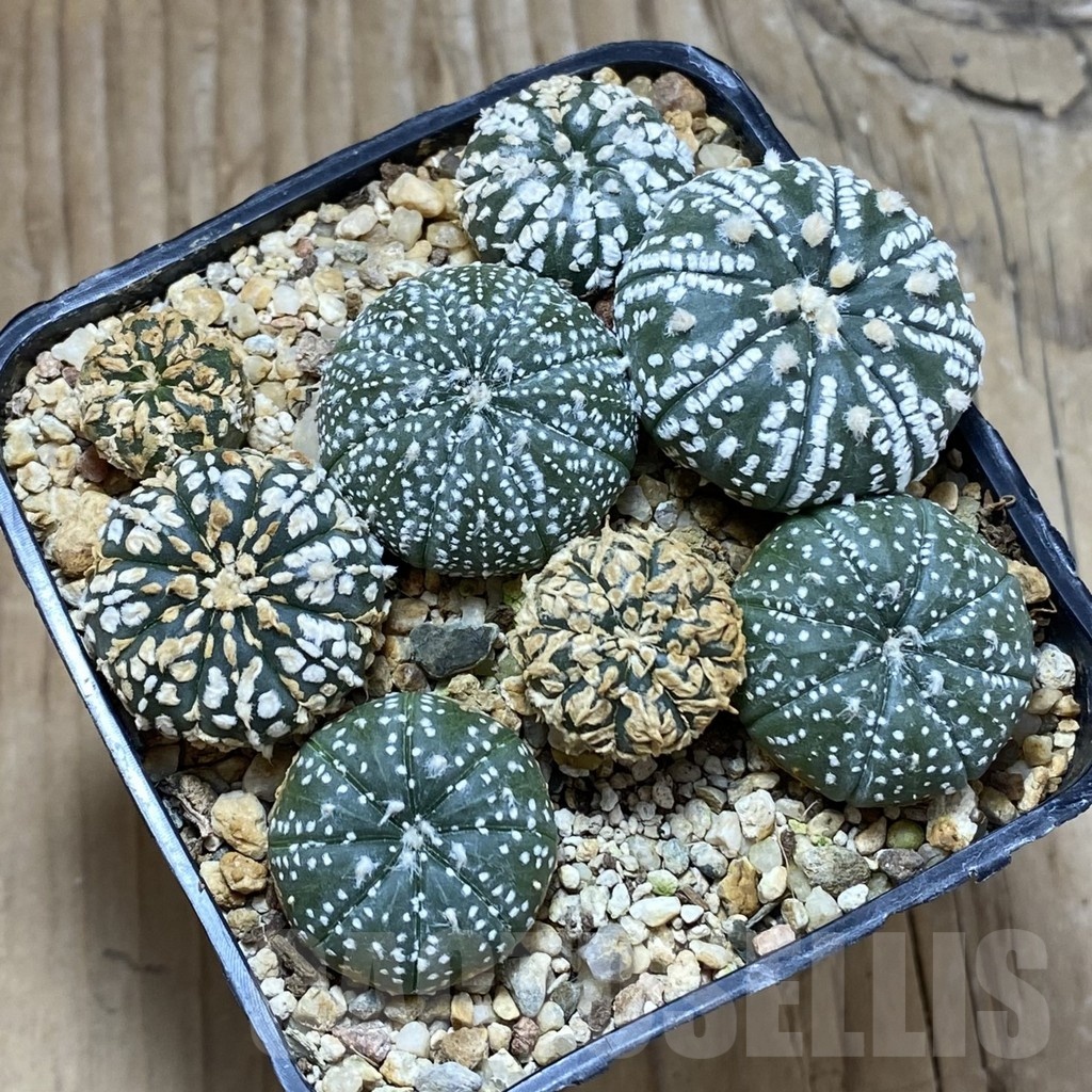 SH22253 Astrophytum asterias mix - Image 2