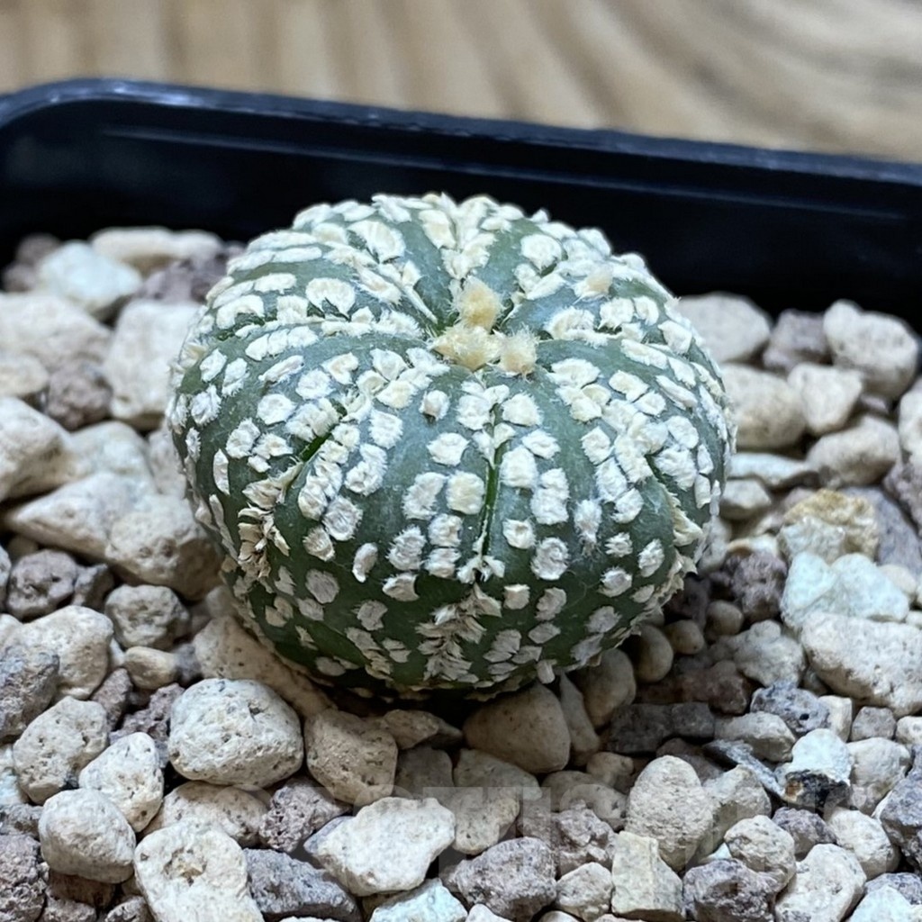 SH22257 Astrophytum asterias ‘Super Kabuto’ hybrid - Image 2