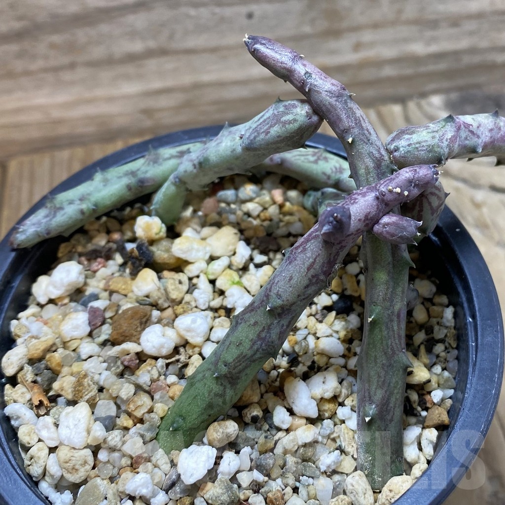 SH22262 Stapelianthus hardyi