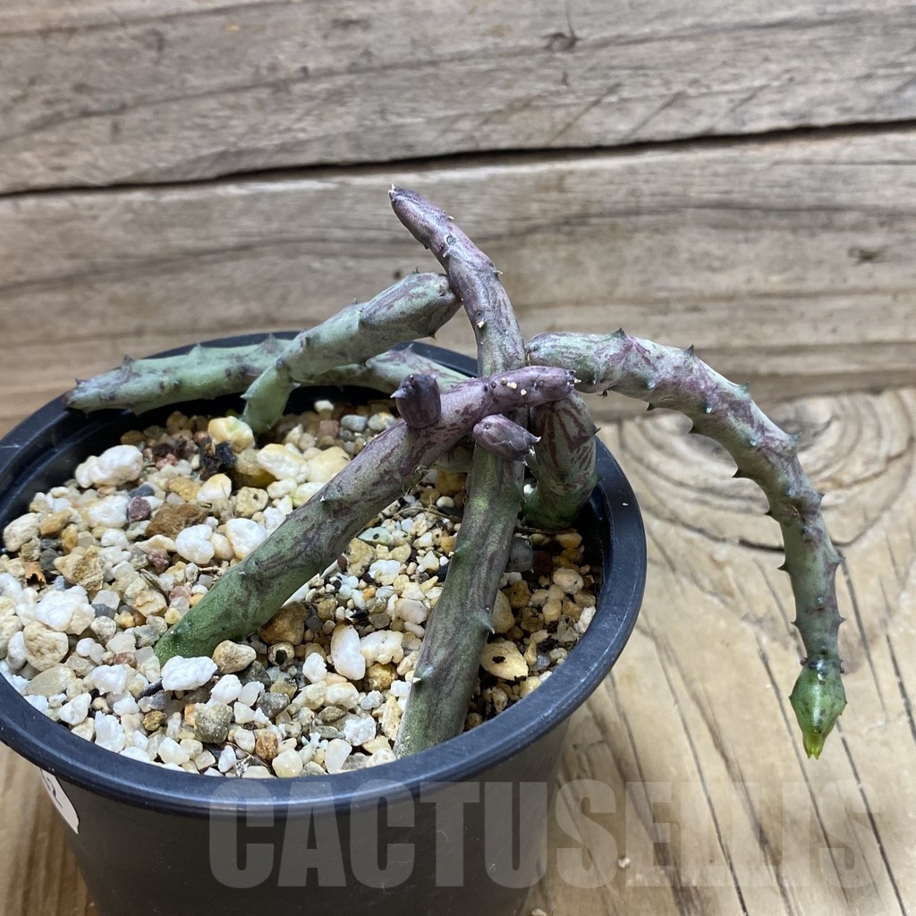 SH22262 Stapelianthus hardyi - Image 2