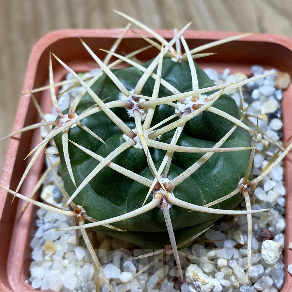 SH22389 Gymnocalycium multiflorum