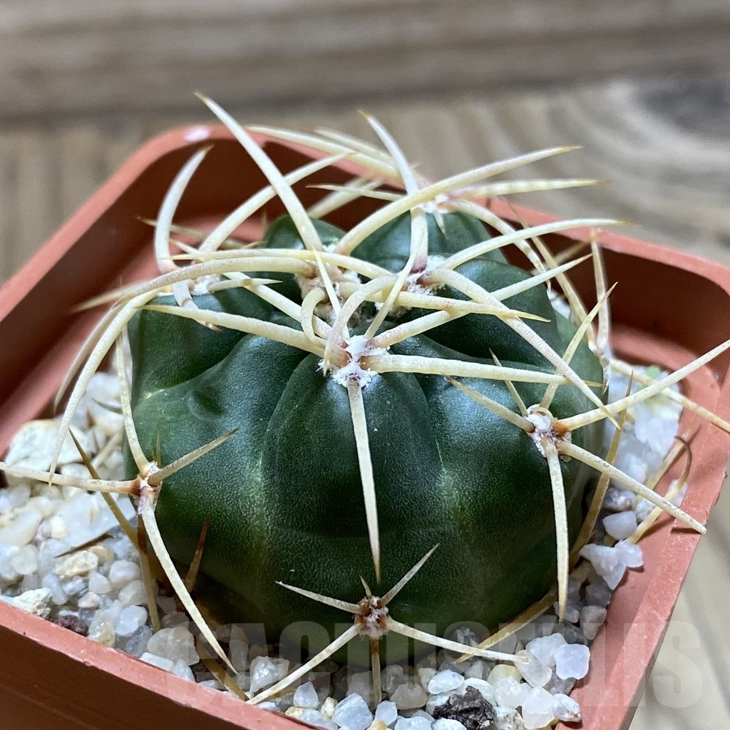 SH22389 Gymnocalycium multiflorum - Image 2
