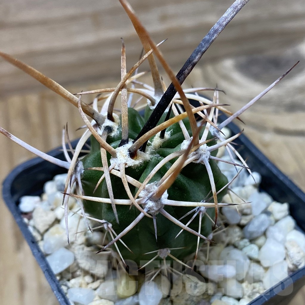 SH22355 Lobivia potosina x ferox