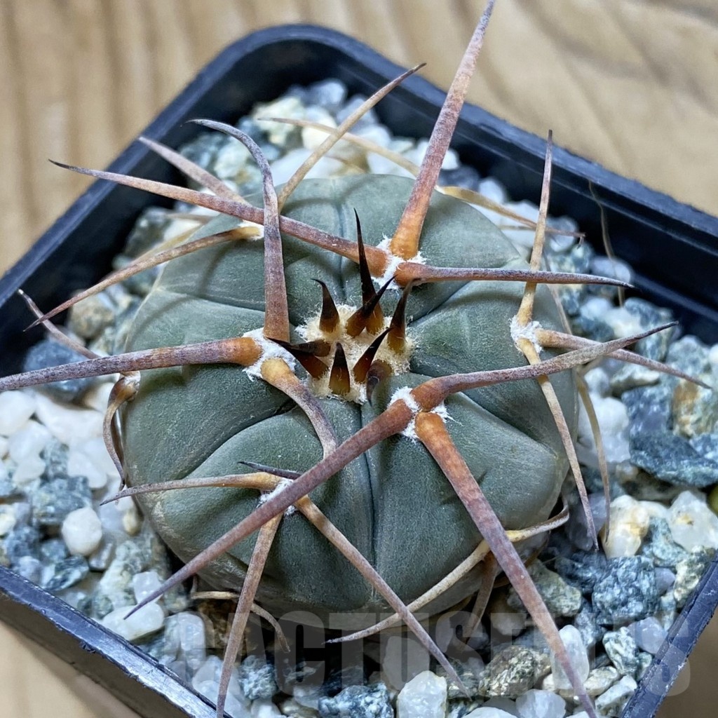 SH22390 Gymnocalycium armatum VOS 373