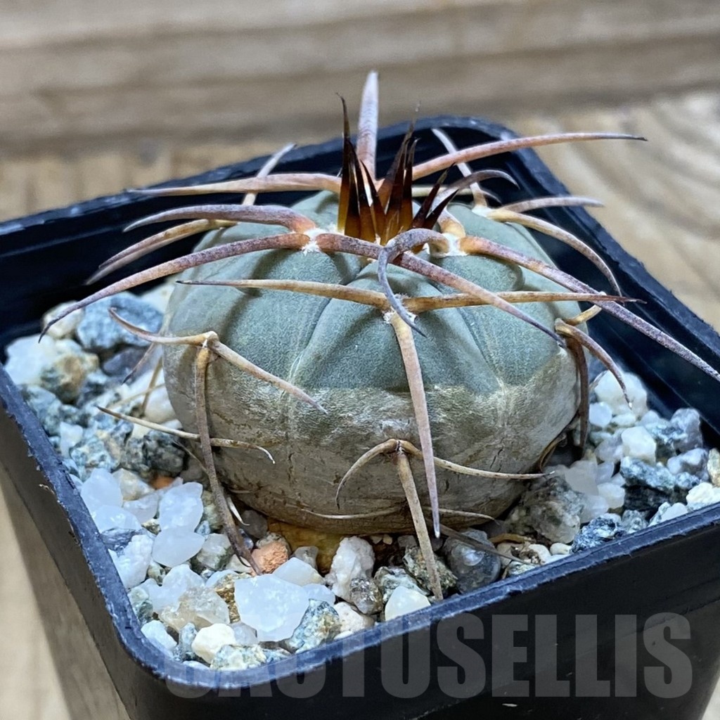 SH22390 Gymnocalycium armatum VOS 373 - Image 2