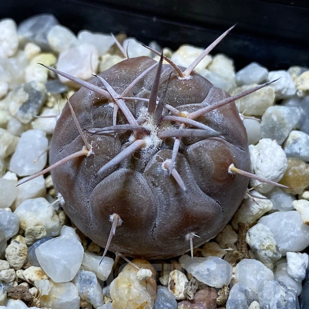 SH22394 Gymnocalycium castellanosii v. bozsingianum KH 371