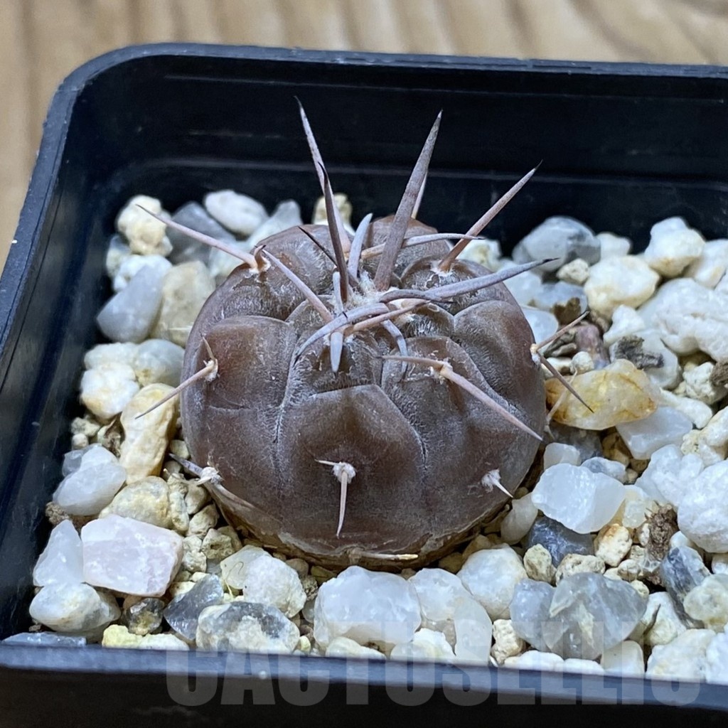 SH22394 Gymnocalycium castellanosii v. bozsingianum KH 371 - Image 2