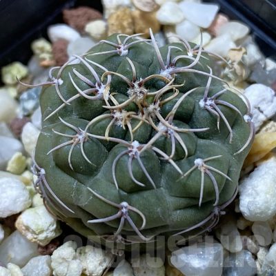 SH22401 Gymnocalycium odoratum