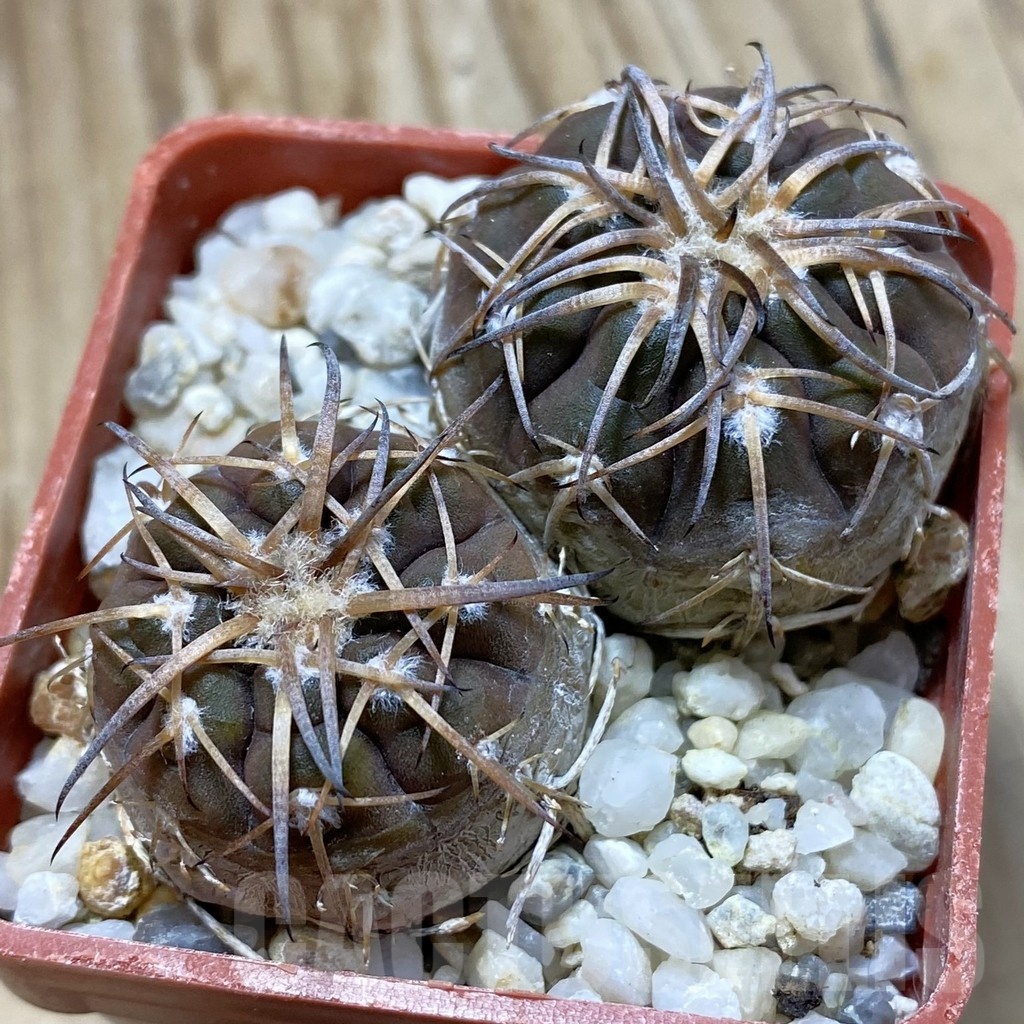 SH22402 Gymnocalycium spegazzinii VG 370, 2 plants