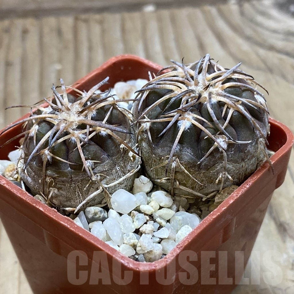 SH22402 Gymnocalycium spegazzinii VG 370, 2 plants - Image 2