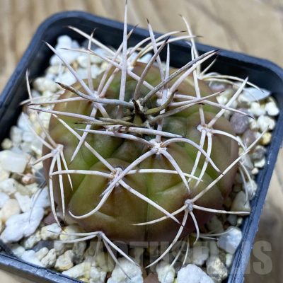 SH22405 Gymnocalycium eurypleurum