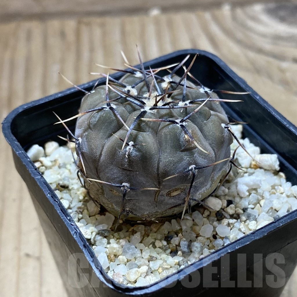 SH22408 Gymnocalycium esperanzae - Image 2