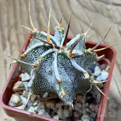 SH22409 Astrophytum ornatum v. mirbelli hybrid