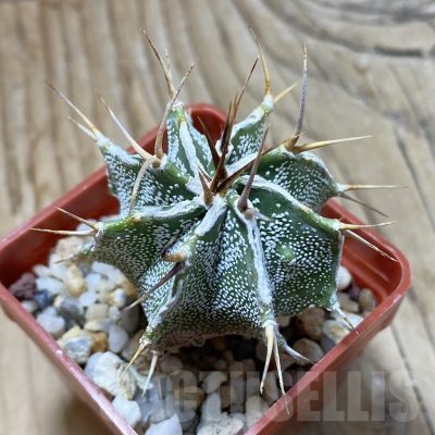SH22410 Astrophytum ornatum v. mirbelli hybrid