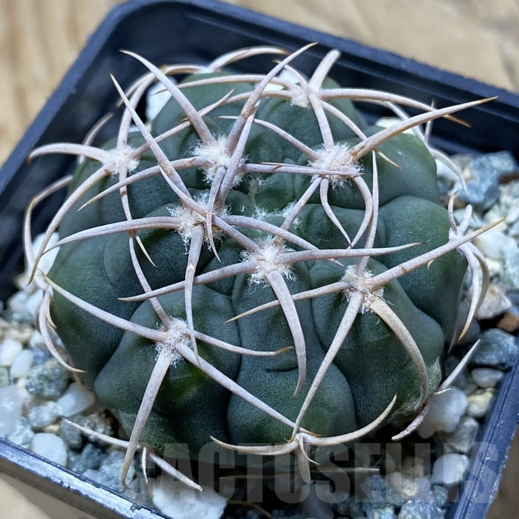 SH22416 Gymnocalycium ferocior VG 512