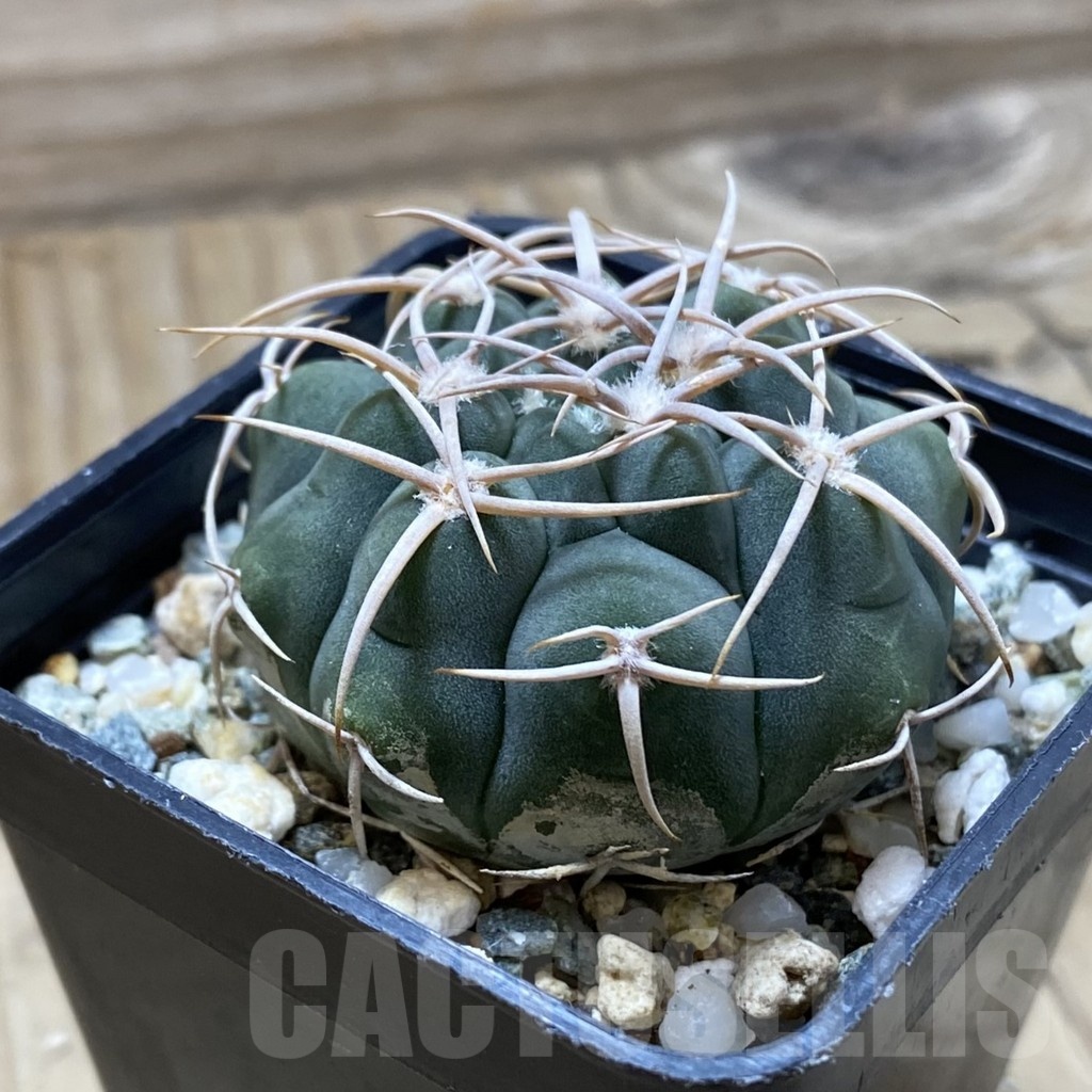 SH22416 Gymnocalycium ferocior VG 512 - Image 2