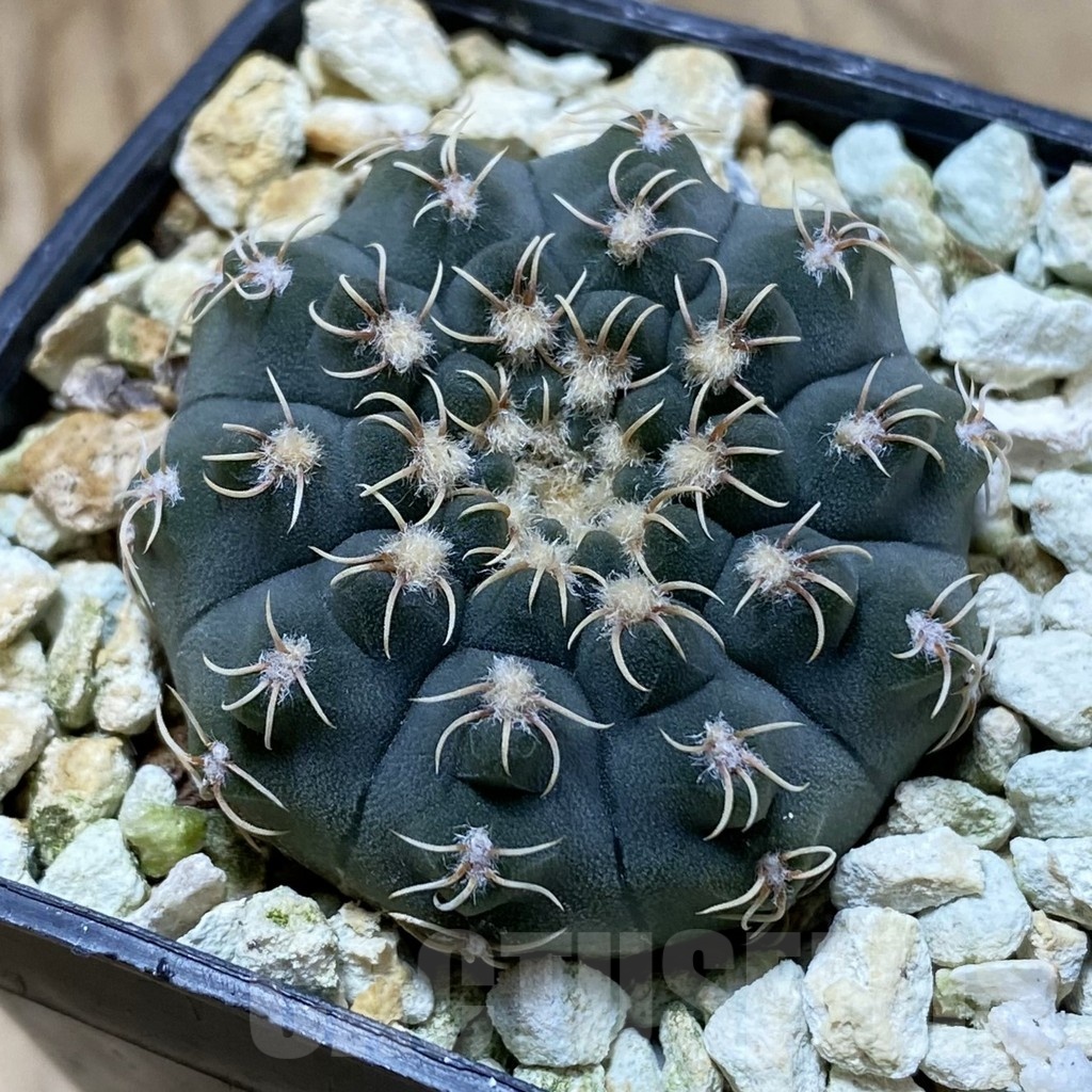 SH22417 Gymnocalycium stellatum VG 283