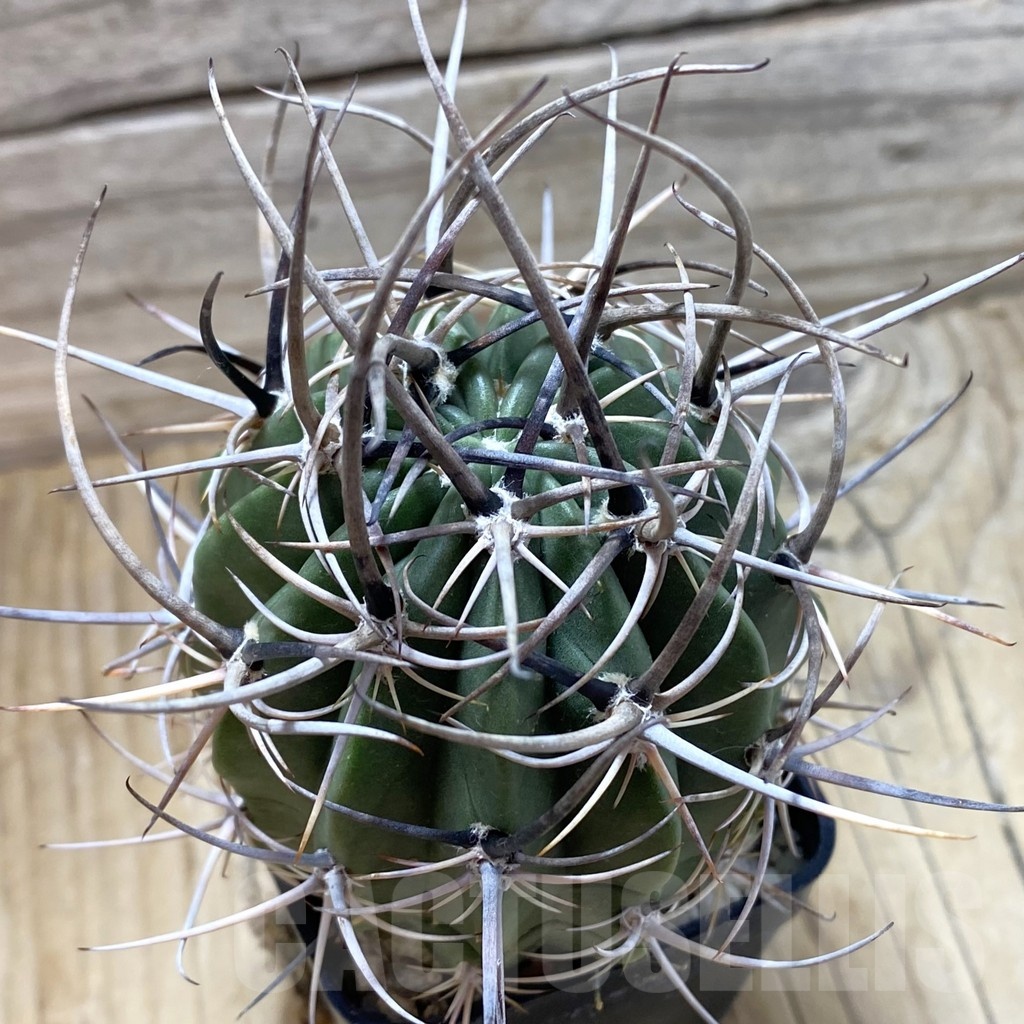 SH22352 Lobivia ferox, 6 years old
